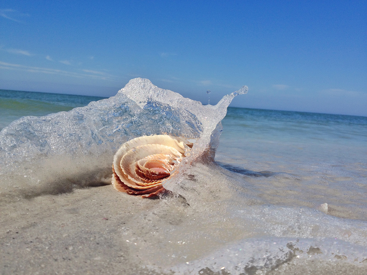 shelling tours fort myers